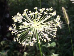 Oenantheae