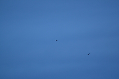 Asio flammeus flammeus