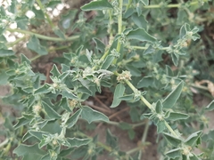 Atriplex suberecta