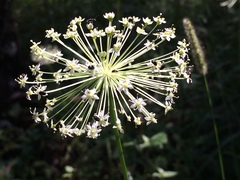 Oenantheae