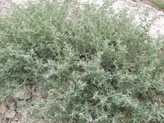 Atriplex suberecta