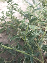 Atriplex suberecta