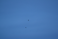 Asio flammeus flammeus