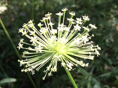 Oenantheae
