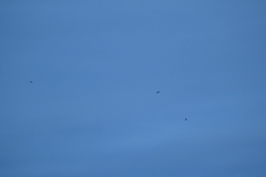 Asio flammeus flammeus