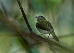 Hemitriccus flammulatus