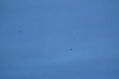 Asio flammeus flammeus