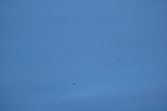 Asio flammeus flammeus