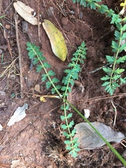 Oenantheae