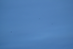 Asio flammeus flammeus