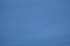 Asio flammeus flammeus