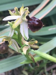 Ophrys exaltata arachnitiformis