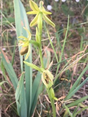 Ophrys exaltata arachnitiformis