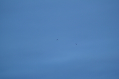 Asio flammeus flammeus