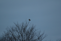 Asio flammeus flammeus