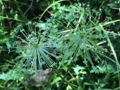 Oenantheae