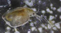Simocephalus mixtus