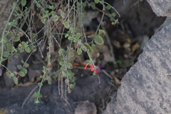 Russelia equisetiformis