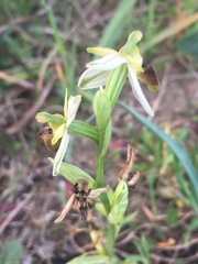 Ophrys exaltata arachnitiformis