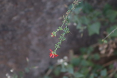 Russelia equisetiformis