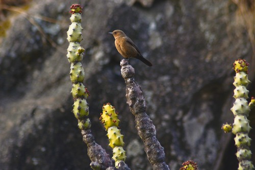 Brown Rock Chat (Oenanthe fusca), photo 9