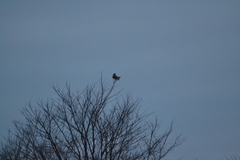 Asio flammeus flammeus