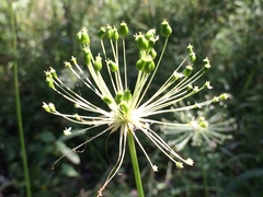 Oenantheae
