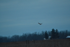 Asio flammeus flammeus