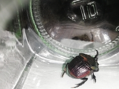 Phanaeus achilles lydiae