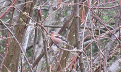 Fringilla coelebs
