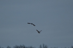 Asio flammeus flammeus