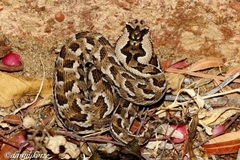 Bitis cornuta