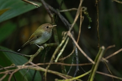 Hemitriccus furcatus