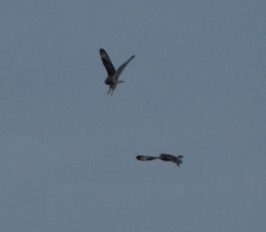 Asio flammeus flammeus