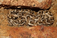 Bitis cornuta