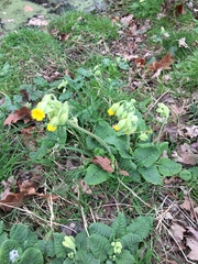 Primula veris