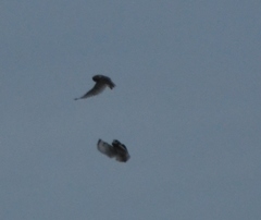 Asio flammeus flammeus