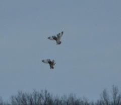 Asio flammeus flammeus