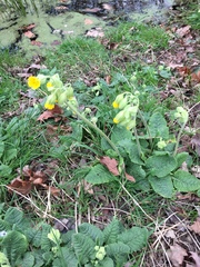 Primula veris