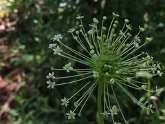 Oenantheae