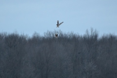 Asio flammeus flammeus