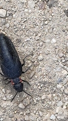 Physomeloe corallifer