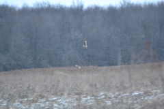 Asio flammeus flammeus