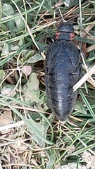 Physomeloe corallifer