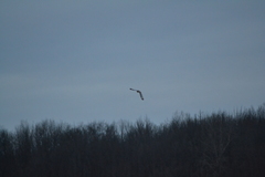 Asio flammeus flammeus