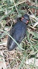 Physomeloe corallifer