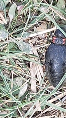 Physomeloe corallifer