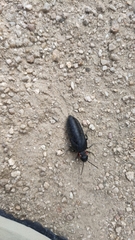 Physomeloe corallifer