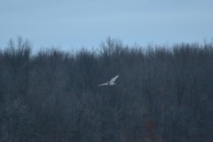 Asio flammeus flammeus