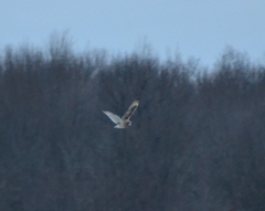 Asio flammeus flammeus